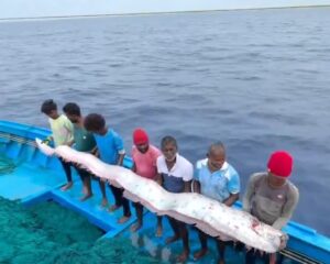 Rare 'doomsday fish' spotted in Tamil Nadu
