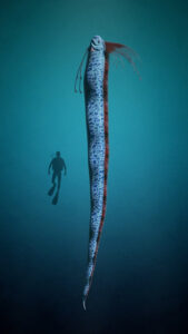 doomsday fish